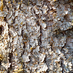 Pine bark texture