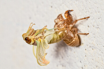 Cicada (Cicadoidea) molting