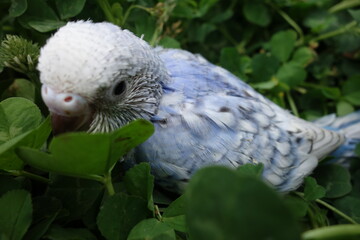 baby blue bird in clover