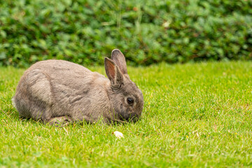 one cute brown rabbit eating on the green grass field in front of green bushes