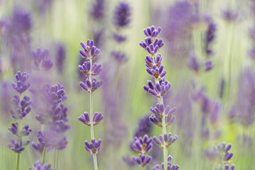 beautiful flower field background field with purple lavender flowers with soft light