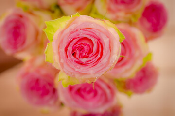 Close up of a bouquet of Esperance roses variety, studio shot, pink flowers
