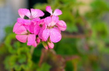 pink flowers with raindrops in the garden with green leaves background