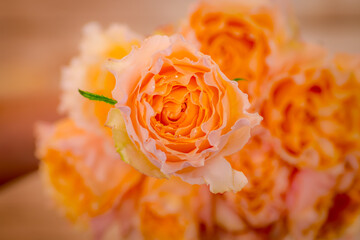 Close up of a bouquet of Campanella Garden roses variety, studio shot, peach flowers