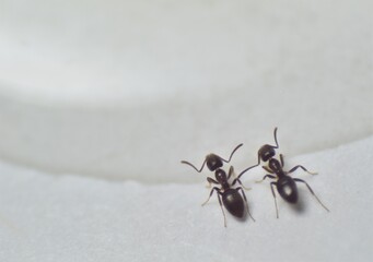 Close up picture of small brown ants, called Odorous House Ants, eating poison.