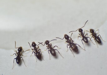 Close up picture of small brown ants, called Odorous House Ants, eating poison.