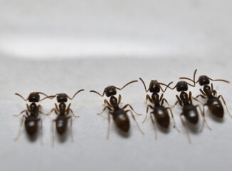 Close up picture of small brown ants, called Odorous House Ants, eating poison.