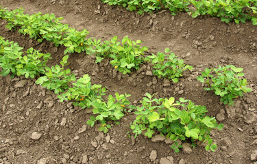 Peanut plants in vegetable beds