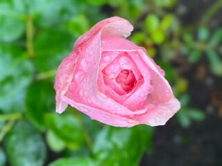 pink rose with water drops