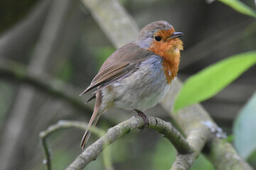 Robin