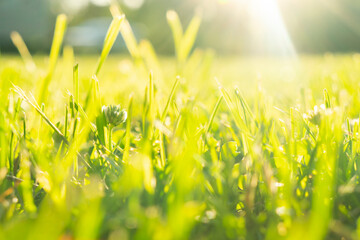 Macro shot view of green fresh summer lawn. Close up view beautiful fresh grass. Green grass pattern and texture. Green lawn