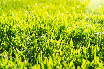 Macro shot view of green fresh summer lawn. Close up view beautiful fresh grass. Green grass pattern and texture. Green lawn