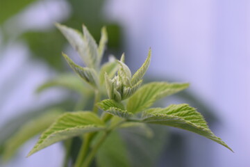 the upper leaves of the raspberry Bush