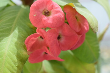 home flower milkweed close up