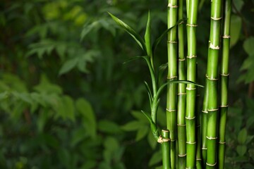 Fototapeta premium Many bamboo stalks on blurred nature background