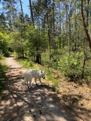 wild boar in forest