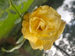 Processed with Focos