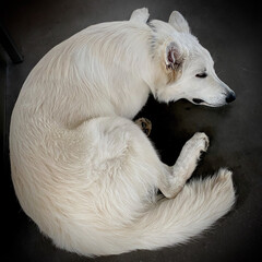 A white Shepherd lying in an heart formation