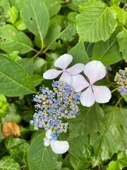 white lilac flowers