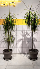 Restaurant and Cafe interior modern style design. Decorative plants palms in a pot, neon sign. Ceramic wall.
