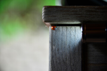 ladybug hiding under the table
