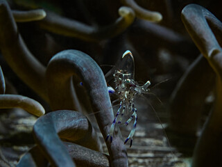 Holthuis`Anemone Shrimp, Partnergarnele (Ancylomenes holthuisi)