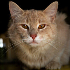 Cat looking into camera