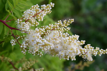 white flowers on a green background
