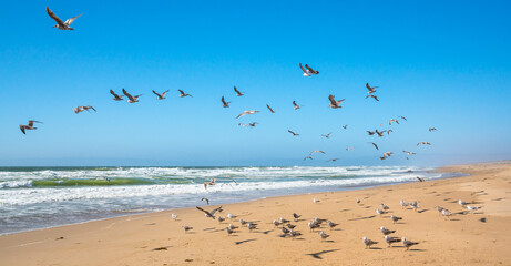 Flock of birds on the beach. Great colony of seagulls, Gudalupe Dunes National Wildlife Reserve, California
