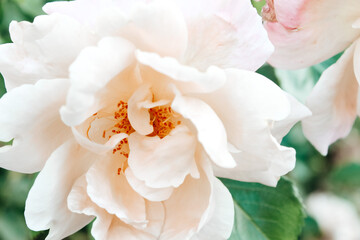 white rose close up