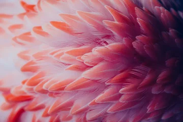 Gordijnen Beautiful close-up of the feathers of a pink flamingo bird. Creative background.  © belyaaa