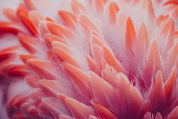 Fensteraufkleber Beautiful close-up of the feathers of a pink flamingo bird. Creative background.  © belyaaa