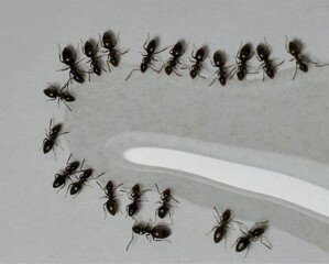 Close up picture of small brown ants, called Odorous House Ants, eating poison.
