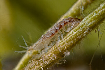 Water louse on algae stem, Wasserassel auf Algenstiel (Asellus aquaticus)