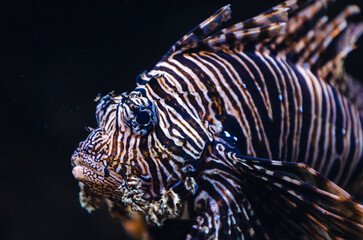 Naklejka na ściany i meble lionfish in aquarium