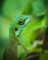 Portrait of a beautiful Green crested lizard (Bronchocela cristatella) of the Family Agamidae, spotted in Singapore, looking a dragon or dinosaur!