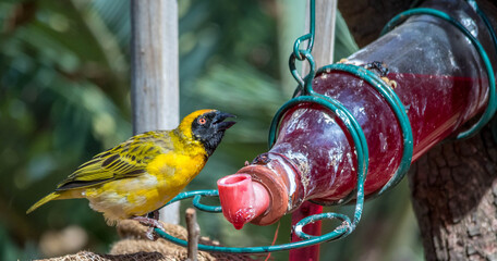 Male southern masked-weaver drinks from a feeder on the Highveld of Gauteng province in South...