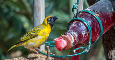 Male southern masked-weaver drinks from a feeder on the Highveld of Gauteng province in South...