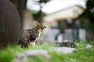あくびしている猫