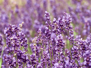 Soft focus on lavender flowers in flower garden.