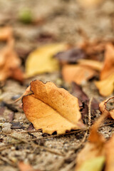 fallen autumn leaves