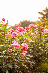 wild pink roses