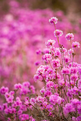 wild pink azaleas