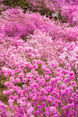 a field of wild pink azaleas