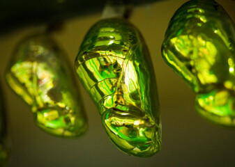 Metallic green chrysalis of the Common crow butterfly photographed in Singapore. The pupa within changes to a butterfly.