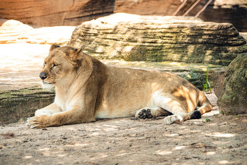 lioness at the zoo