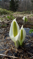 ミズバショウ