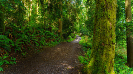 green lichen-cladd tree stands guard over BC forest trail
