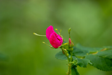 wild rose budding © Derek