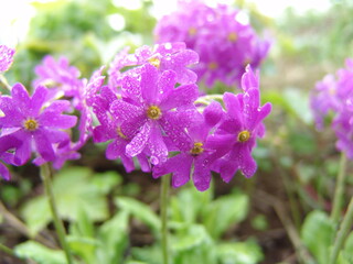 レブンコザクラ